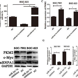 The Expressions Of C Myc HnRNPA1 PKM2 Were Up Regulated In Gastric