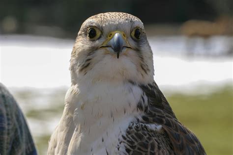 Gyrfalcon Photos, Download The BEST Free Gyrfalcon Stock Photos & HD Images