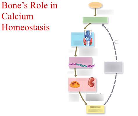 Bone S Role In Calcium Homeostasis Diagram Quizlet