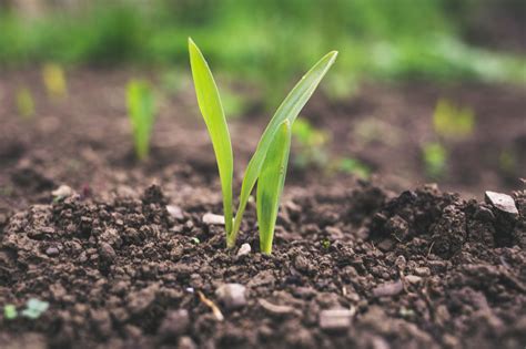 Regenerative agriculture can help feed the world. What is it? | World