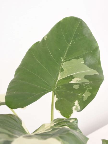 Alocasia Macrorrhiza Variegata Kaufen