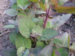 How To Grow Orach For A Delicious Addition To Your Spring Meals