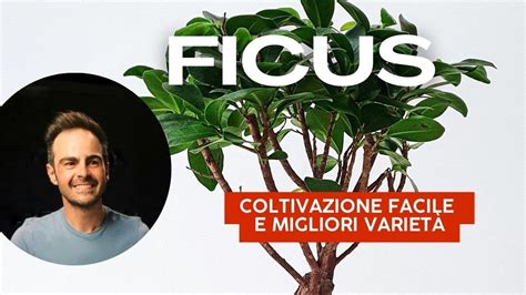 Guida Completa Alla Coltivazione Del Ficus Benjamin Consigli E Cure