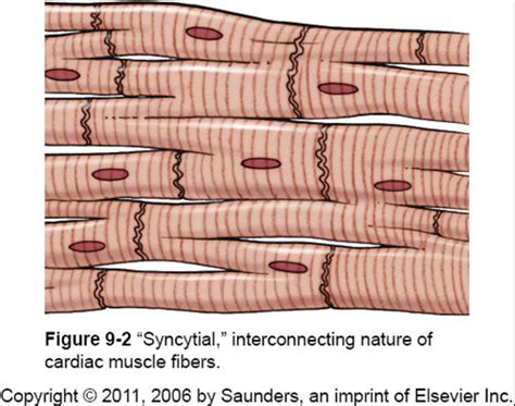 Pathophysiology Cardio Flashcards Quizlet