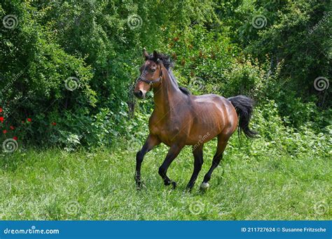 A Bay Horse Galloping In A Green Meadow Stock Photo Image Of Format