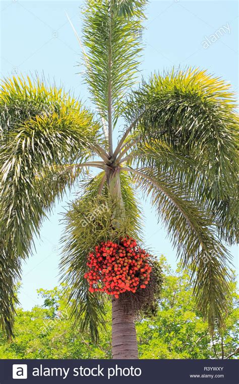 Palm Fruit Tree