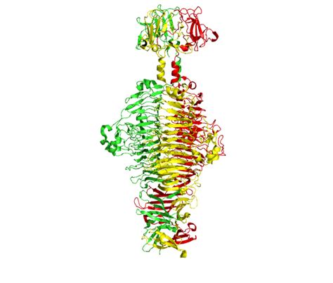 Stem Mutants In The N Terminal Domain Of The Phage P22 Tailspike Protein