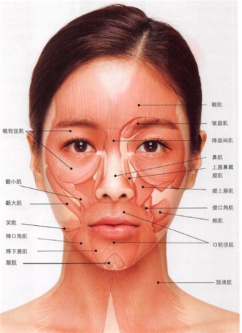 整形外科解剖基礎頭面部解剖圖譜 每日頭條