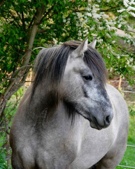 The Highland Pony History Uses And Interesting Facts Seriously