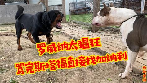 罗威纳太猖狂，完全无视斯塔福，下一秒直接开怼加纳利 Youtube