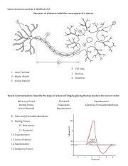 Copy of Neuron Quiz Worksheet - Name: Arieanna LeneSeat #: N/ABlock: N ...