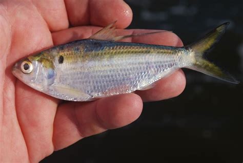 Threadfin Shad