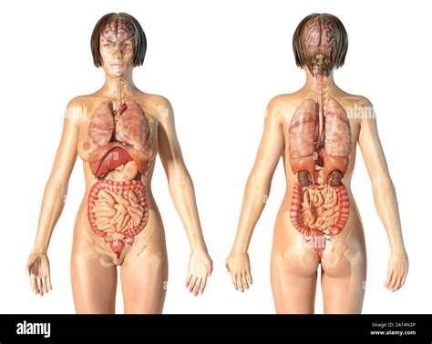 Cuerpo Humano Por Dentro De Mujer Pregnantcut