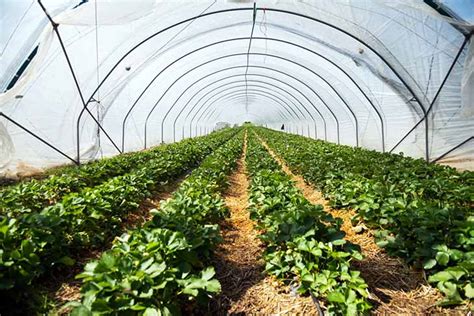 Comment faire pousser des fraises à la maison toute lannée Astuces