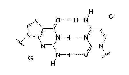 Purine and its fundamental Structure