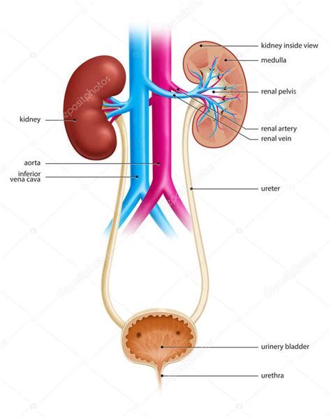 Ilustración Del Tracto Urinario Humano Mostrando Ambos Riñones Y Vejiga Urinaria 2023