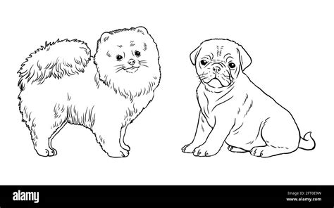 Pomerania y pug. Perros lindos cachorros. Plantilla de coloreado. Ilustración digital Fotografía ...