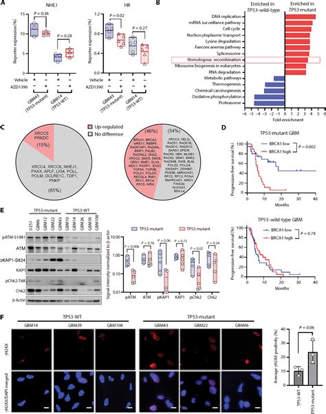 Aberrant Atm Signaling And Homology Directed Dna Repair As A