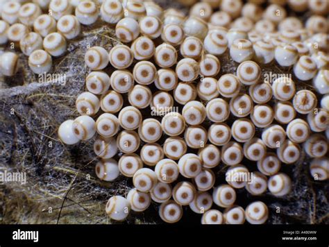 Vapourer Moth Eggs Orgyia Antiqua In The Uk Stock Photo Alamy