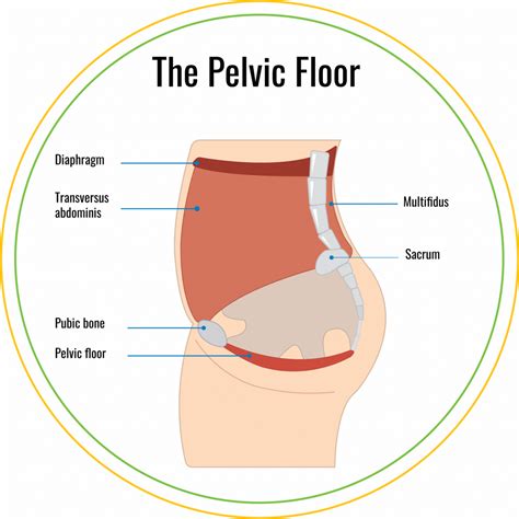 4 Week Postpartum Pelvic Floor Therapy Kristen Johnson Brogan