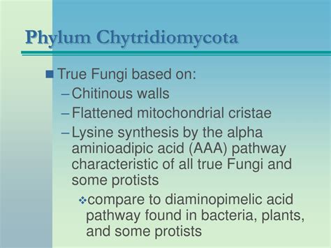 Phylum Chytridiomycota Examples