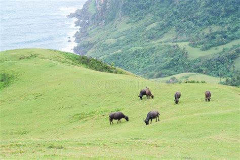 Rolling Hills of Batanes, Philippines Stock Image - Image of green ...