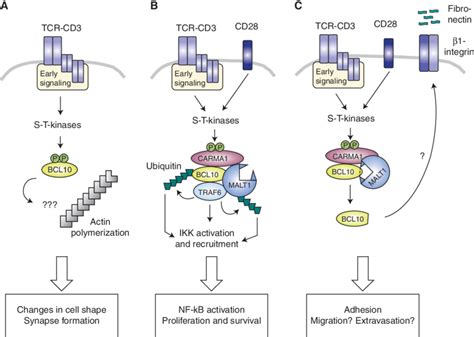 Overview Of The Multiple Functions Of BCL10 And Its Binding Partners