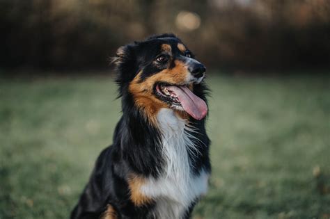 Activities For Herding Dogs at Benita Young blog