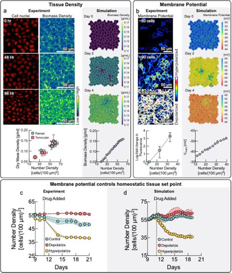 Membrane Potential As Master Regulator Of Cellular Mechano Transduction