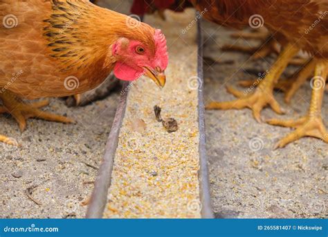 Close Up Free Range Organic Rural Hens Chickens Pecking Grain Maize