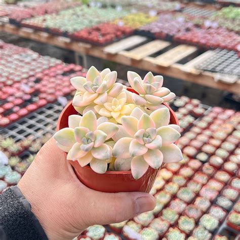 Pachyphytum Apricot Beauty 4 Inch The Next Gardener Thenextgardener