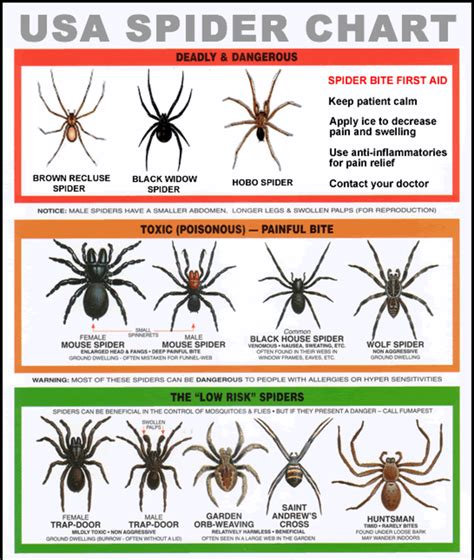 Us Venomous Spiders Black Widow Brown Recluse And Hobo Dengarden