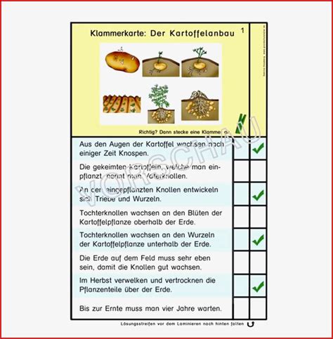 Hervorragend Arbeitsbl Tter Grundschule Kartoffel F R Deinen Erfolg