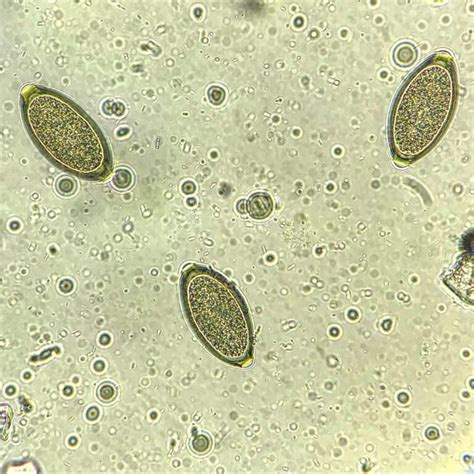 Common Intestinal Worms in Dogs (Is your dog infected?)