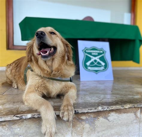 Carabineros del OS 7 cumplen 50 años de trabajo antidrogas