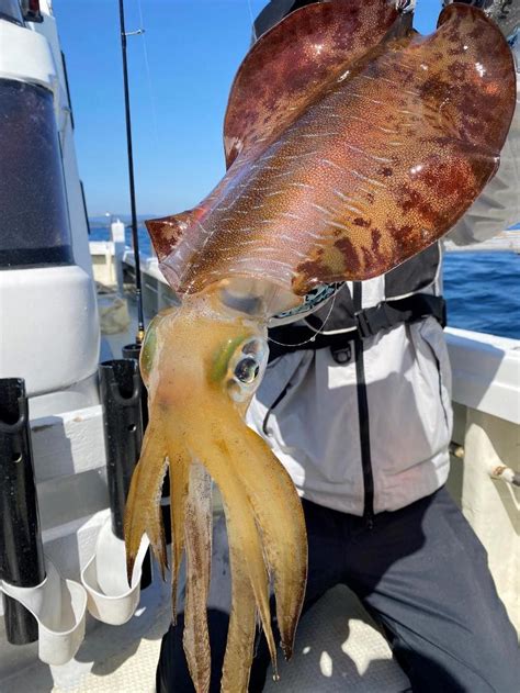 ロッドティップで僅かな反応をしっかり取る春のティップランエギングin三重県志摩沖 Anglers Time