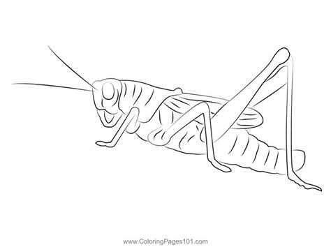 Animal Cricket Insect Coloring Page | Insect coloring pages, Cricket ...