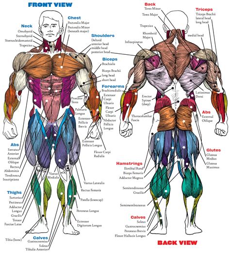 exercises  major muscle groups