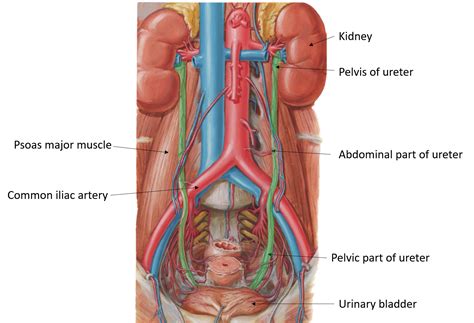 Ureter Anatomy QA