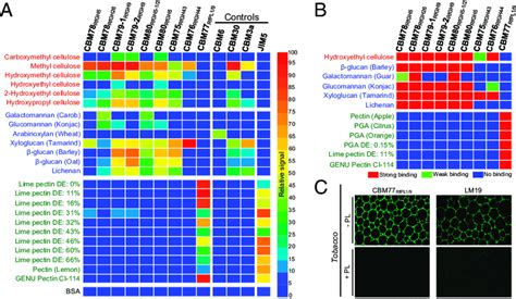 Screening R Flavefaciens Unks For Glycan Binding Functions A Glycan