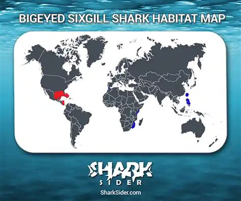 Bigeyed Sixgill Shark – Facts, Size, Behavior, Diet, Pictures