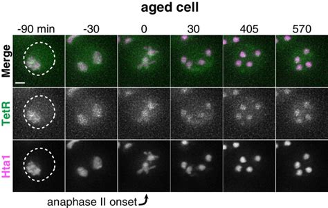 Figures And Data In Meiotic Cellular Rejuvenation Is Coupled To Nuclear