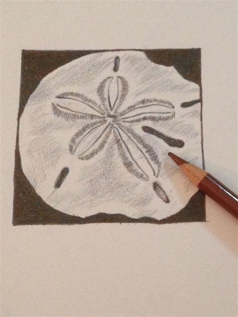 Sand Dollar Drawing at GetDrawings | Free download