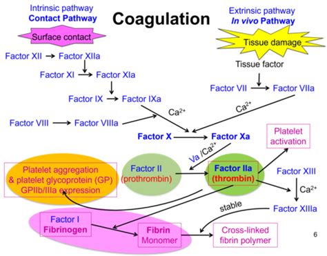 Lecture Coagulation Platelet Aggregation And Thrombosis Flashcards