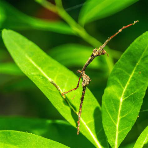 Do Stick Insects Legs Grow Back Pet Brilliant