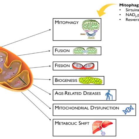 Mitophagy Modulators Against Mitochondrial Dysfunction. Several factors ...