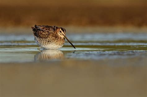 Bécassine des marais Gallinago gallinago Common Snipe Flickr