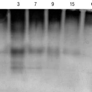 Peroxidase isoenzymes in protein extracts from chilli leaves treated... | Download Scientific ...