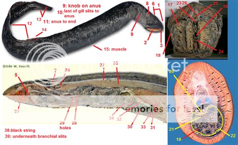 Adult Lamprey Quiz - By zfernan