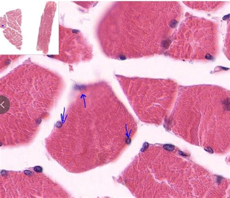 Histology Muscle And Nervous Tissue Flashcards Quizlet